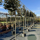 Elaeagnus ebb. 'Compacta' 8-10 HO 45L lei 150x120