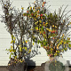 Euonymus alat. 'Compactus' 100-125 cm container meerstammig