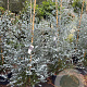 Eucalyptus gunnii Silverana 120-140 cm 25L