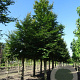 Fagus sylvatica halfstam container