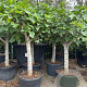 Ficus carica 35-40 HA cont. 150L