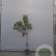 Ficus carica halfstam container