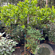 Gardenia jasminoides 70-80 HA container