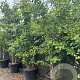 Ginkgo biloba 250-300 cm cont. 90L extra