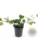 Hedera hibernica 150-175 cm C1.5 Gestokt