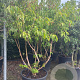 Heptacodium miconioides 200-250 cm cont. 160L meerstammig
