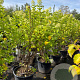 Hydrangea pan. 'Limelight' 125-150 cm container 