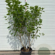 Hydrangea pan. 'Limelight' 150-175 cm container meerstammig
