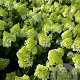 Hydrangea pan. 'Polar Bear' 140-160 cm cont. 160L meerstammig solitair