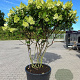 Hydrangea pan. 'Polar Bear' 140-160 cm cont. 160L meerstammig solitair