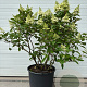Hydrangea pan. Pinky Winky 125-150 cm cont. 90L meerstammig