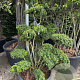 Ilex crenata 'Caroline Upright' 125-150 cm cont. 70L schaalvorm bonsai