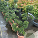 Ilex crenata 'Kimmei' 100-120 cm 12L bossig