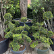 Ilex crenata 'Kimmei' 120-140 cm 45L schaalvorm