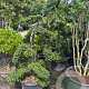 Ilex crenata 'Kimmei' 170-180 cm cont. 60L bonsai