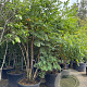 Koelreuteria paniculata 200-250 cm cont. 80L meerstammig