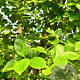 Lagerstroemia indica 200-250 cm container meerstammig