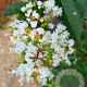 Lagerstroemia 'Natchez' 16-18 HO cont. 90L