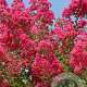 Lagerstroemia 'Tuskegee' 18-20 HO container