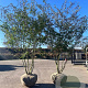 Ligustrum sinense 300-350 cm cont. 450L meerstammig