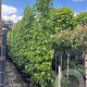 Liquidambar s. 'SlenderSilhouette' 250-300 cm 30L