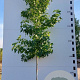 Liquidambar s. 'Worplesdon' 10-12 HO container 