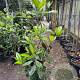 Magnolia grand. 'Galissonnière' 100-125 cm 12L