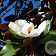 Magnolia grand. 'Goliath' 14-16 HO container 125 cm stam LEIVORM