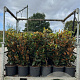 Magnolia grand. 'Little Gem' 80-100 cm container