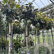 Magnolia grand. 'Little Gem' hoogstam 25L