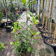 Magnolia grandiflora 'Praecox' 100-125 cm 12L