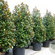 Magnolia grandiflora 'Praecox' 10-12 HO cont. 55L
