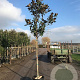 Magnolia grandiflora 12-14 HO container