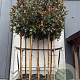 Magnolia grandiflora 12-14 HO container