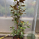 Magnolia grandiflora 140-160 cm container