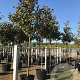 Magnolia grandiflora 16-18 HO container