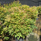 Nandina d. 'Gulf Stream' 70 cm 45L bol