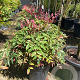 Nandina d. Obsessed 30-40 cm 12L