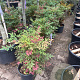 Nandina d. Obsessed GM cont. 90L