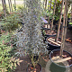Olea e. 'Cipressino' 100-120 cm 9L