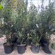 Olea e. 'Cipressino' 60-80 cm 9L