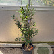 Olea europaea GM cont. 90L