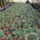 Osmanthus burkwoodii 10-15 cm 2,0L
