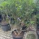 Osmanthus burkwoodii 125-150 cm container meerstammig
