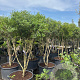 Osmanthus burkwoodii 150-200 cm cont. 130L meerstammig