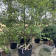 Osmanthus burkwoodii 200-250 cm cont. 130L meerstammig