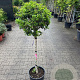 Osmanthus burkwoodii 80-90 HA 18L