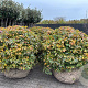 Parrotia persica 140-160 cm cont. 290L bol