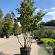 Parrotia persica 250-300 cm cont. 110L meerstammig