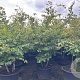Parrotia persica 250-300 cm cont. 160L meerstammig